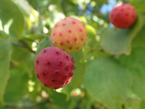 ヤマボウシ　果実